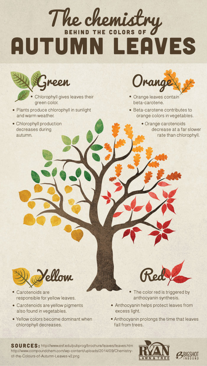 Autumn Leaves Change Infographic