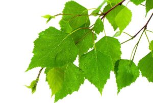 green-tree-leafs