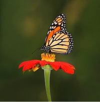 monarch-butterfly-facts