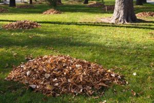 piles-of-dead-leaves