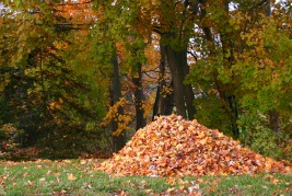 raking-your-leaves-and-what-to-do-with-them