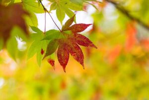 red-and-green-tree-leaf