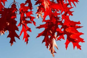red-tree-leaves