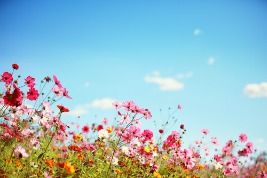 summer-flowers
