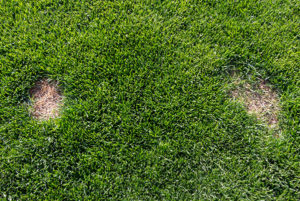 seed-lawn-bare-spots-in-autumn-image