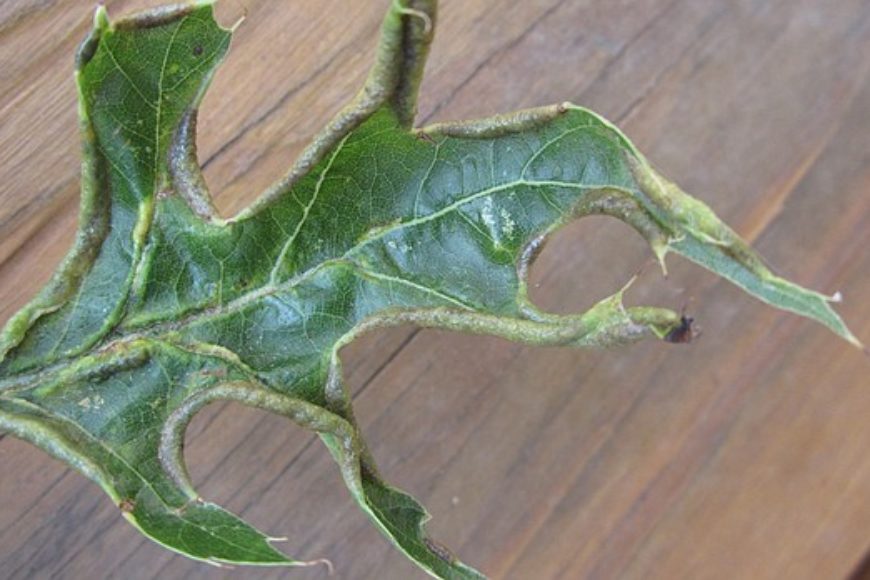 Oak Leaf Itch Mites Ryan Lawn & Tree