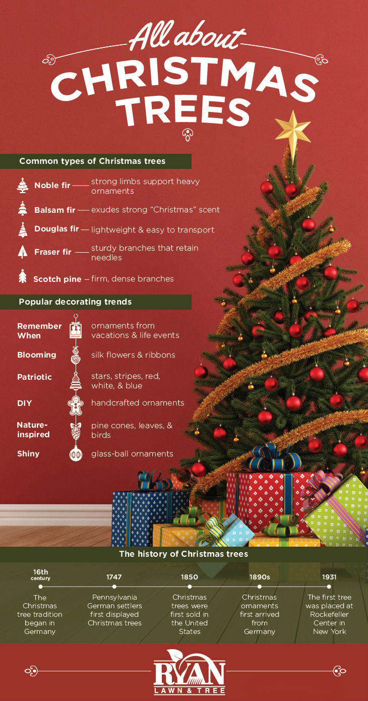 Christmas Tree Infographic