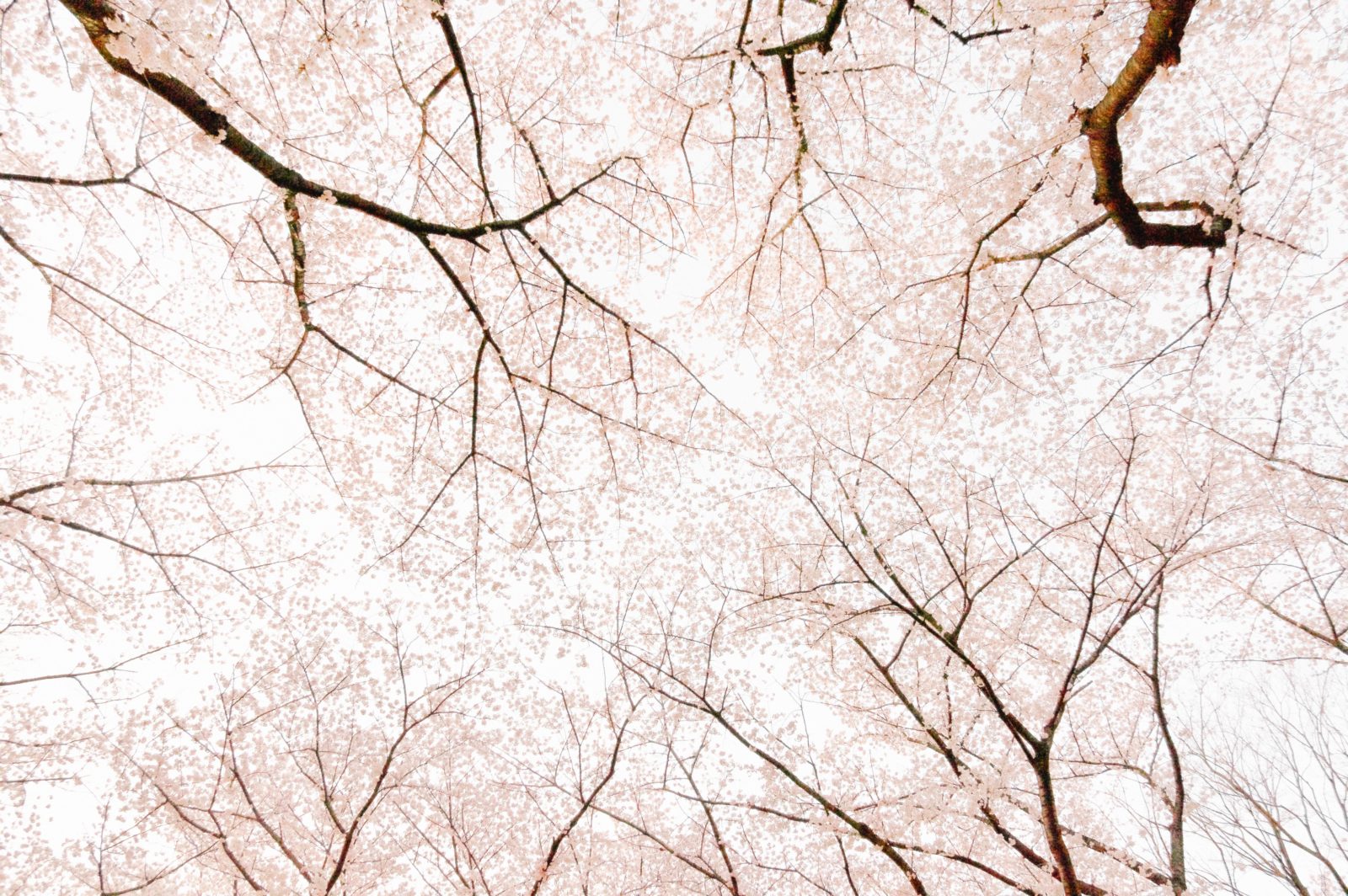 Targeted fertlization for your trees and shrubs can make them the healthiest they've ever been.