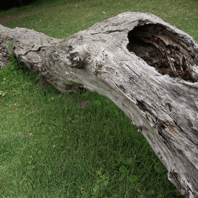 Often, trees that are dead quickly decay on the inside, where we cannot see.