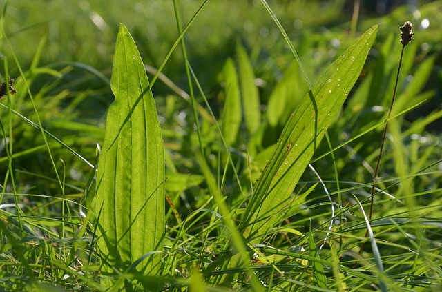 Plantain and other broadleaf weeds steal precious water and nutrients from your grass.