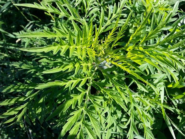 Ragweed is troublesome for your lawn as well as people with allergies!