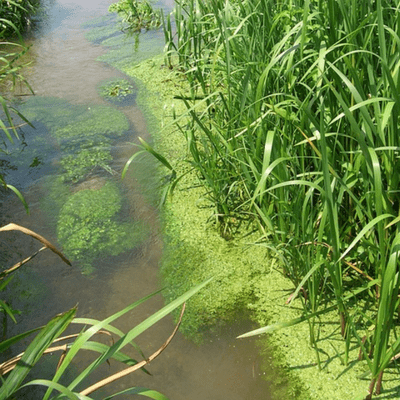 Eliminating standing water and algae will make your property less attractive to mosquitoes.