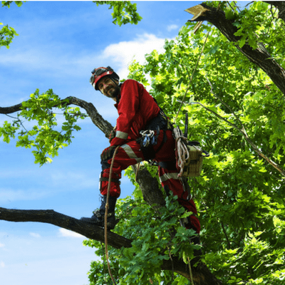 What's that up in your tree? An ISA Certified Arborist!
