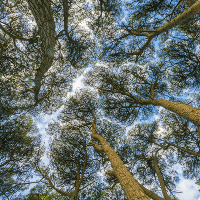 This is an example of crown shyness in pine trees.
