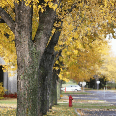 Trees in a subject's neighborhood are proven to decrease motality rates.