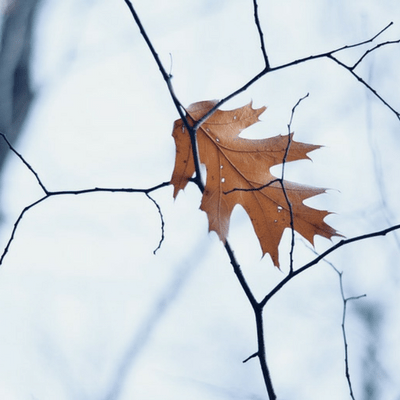 It is important to remove any branches over your home to avoid damage this winter.