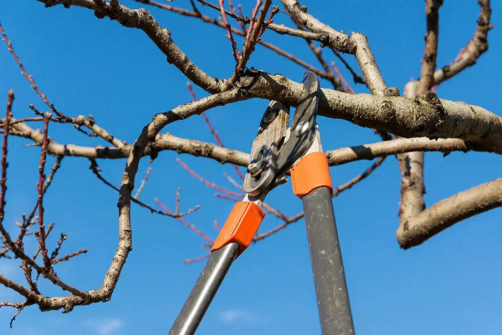 Tree-Pruning-Winter-Ryan-Lawn