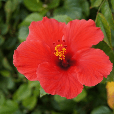 The Hibiscus flower means "Delicate Beauty"