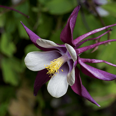 The Purple Columbine means "Resolved to Win"