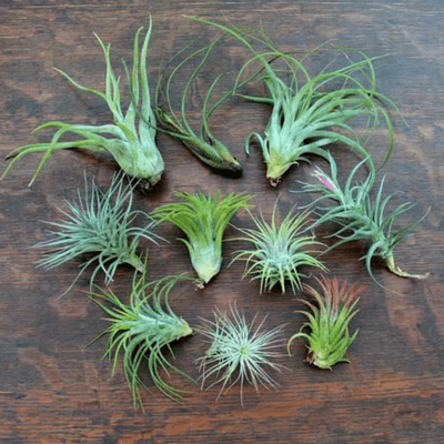 There are many different kinds of air plants.