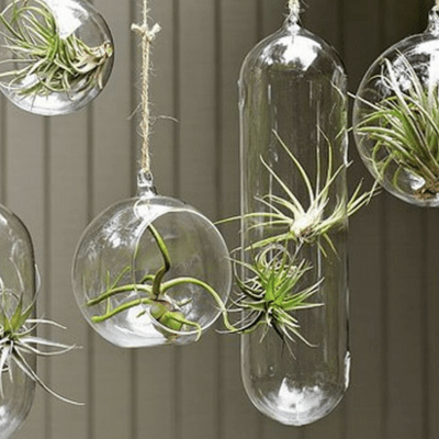 Air plants can be displayed a variety of different ways.