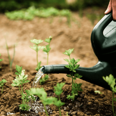 Making sure your garden is prepped will save you time and work later. 