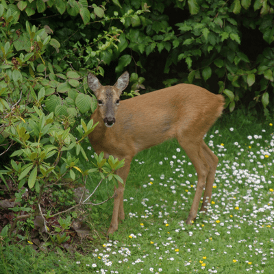 Deer love to eat the plants in our gardens.