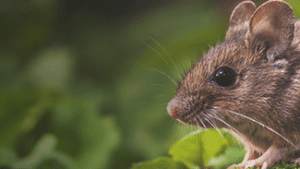 rodent-mice-rats-infestation