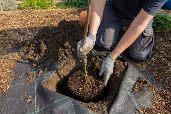 tree planting landscape hole ryanlawn