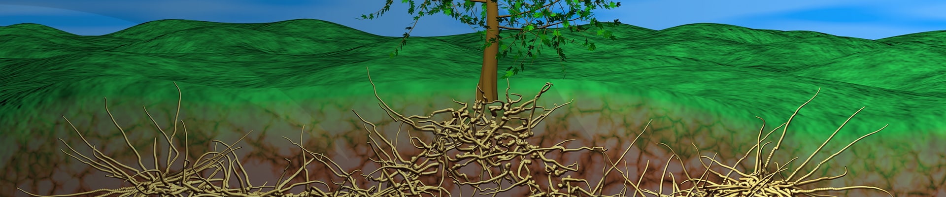 Tree root-tree-lawn-care-ryan-lawn
