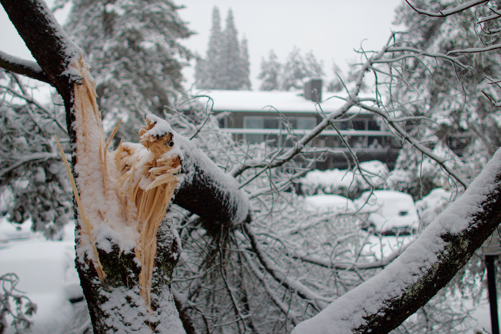 Winter Tree Damage Causes, Causes & Prevention