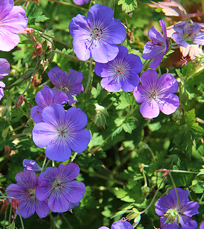 Ten Backyard Landscaping Ideas for a Shade Garden | RYAN Lawn