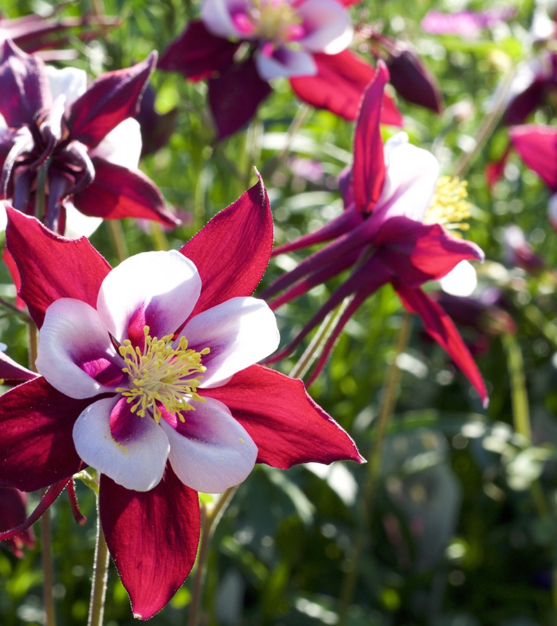 Ryan Landscape Winky Red & White Columbine