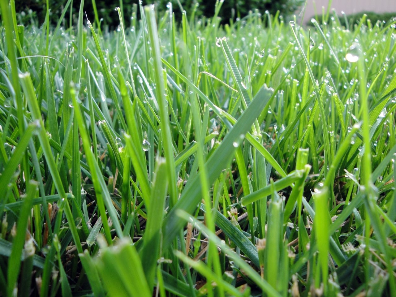 Types Of Grasses Warm Season Vs Cool Season RYAN Lawn Tree Types Of Grasses Warm Season Vs Cool Season RYAN Lawn Tree