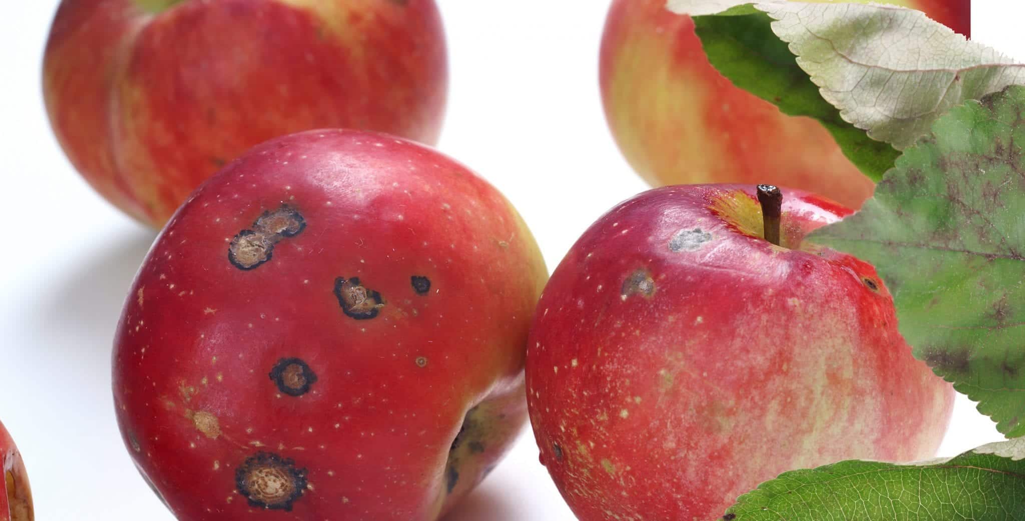 Fungicide Use on Fruit Trees A Quick Guide