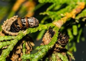 Bagworm Control Guide