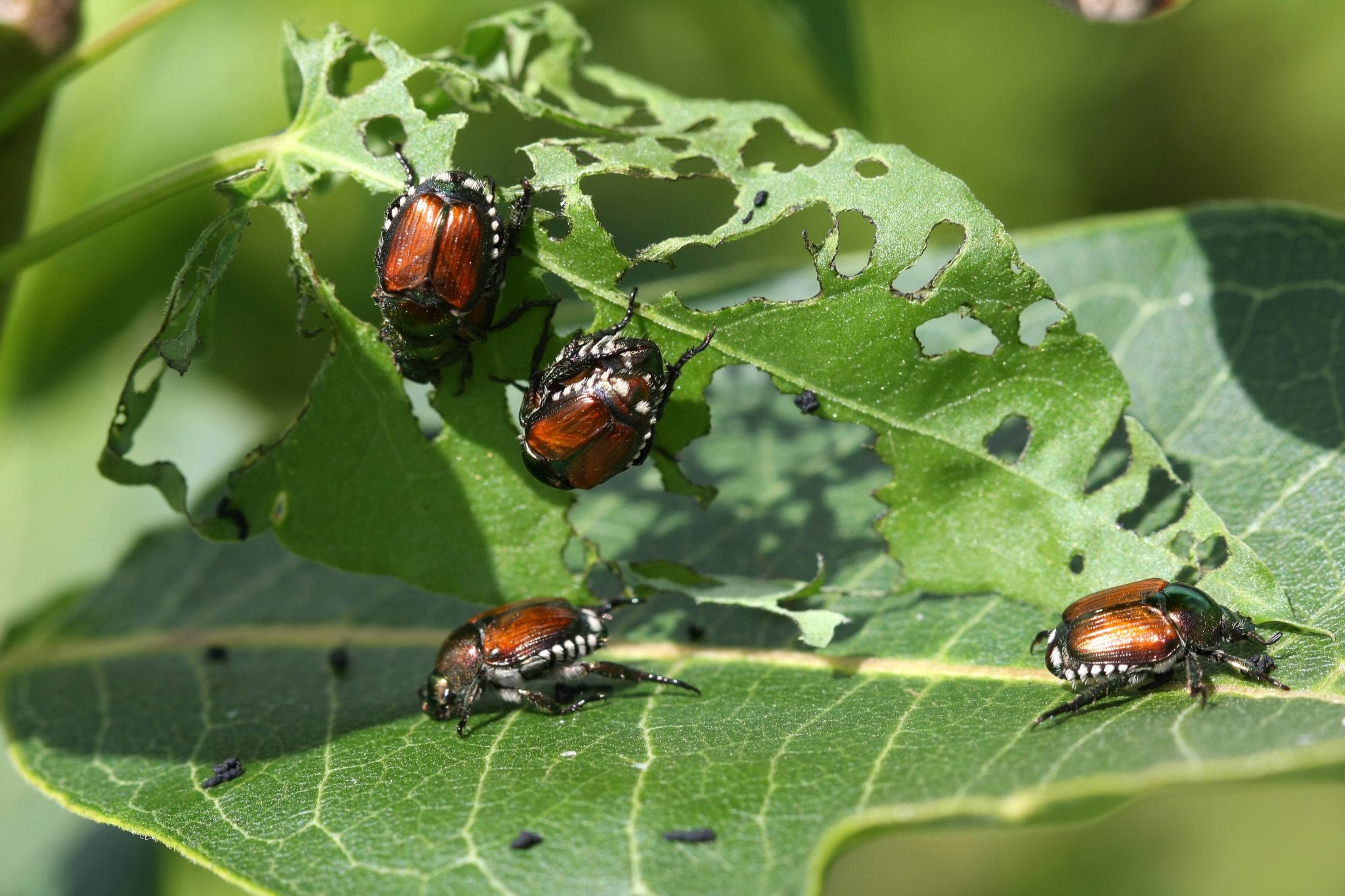 Japanese Beetle And Bagworm Problematic Pests For Lawn And Landscape