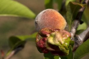 peach curl disease on peaches
