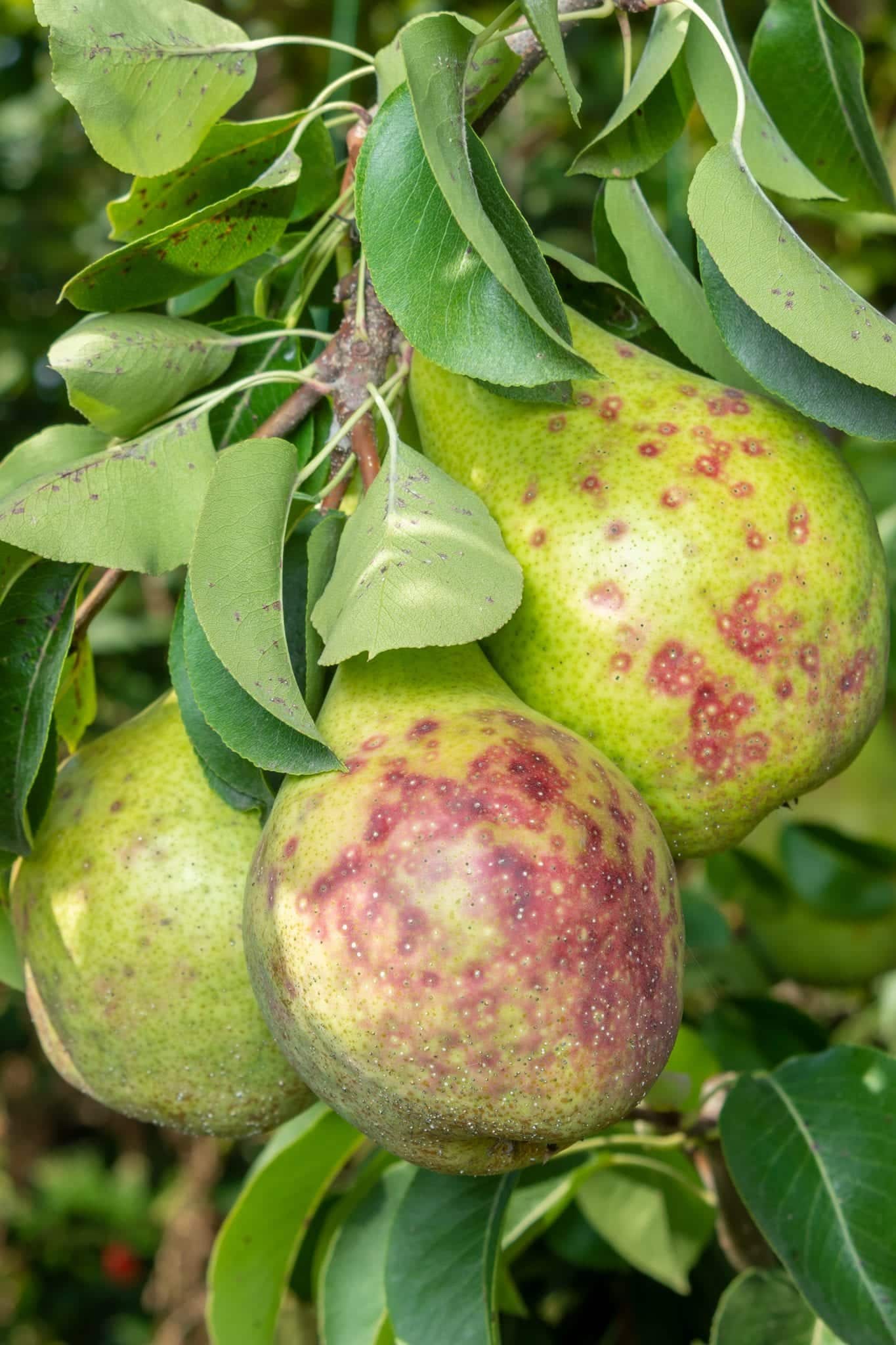 Fungicide Use on Fruit Trees A Quick Guide