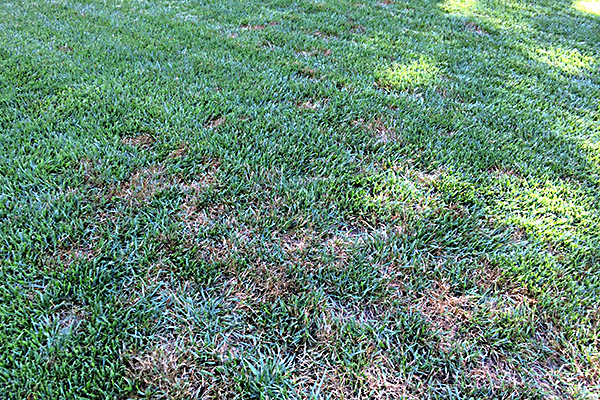Whats Causing Brown Patches On My Lawn Pythium Blight Dollar Spot