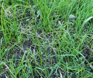 Newly-Seeded-Grass-Ryan-Lawn