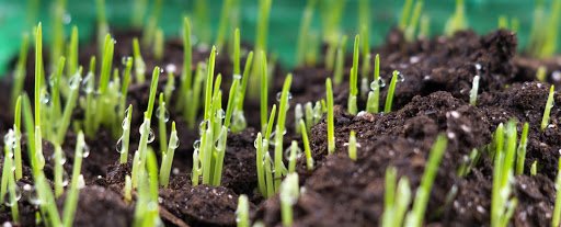 How Long Does Grass Seed Take To Grow