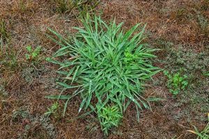 crabgrass-lawn-image