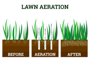 fall lawn aeration image