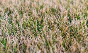 dormant-grass-winter-months