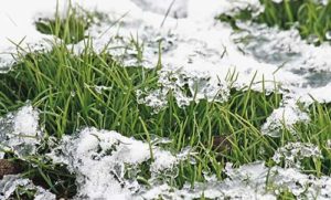 ice-damage-grass-lawn