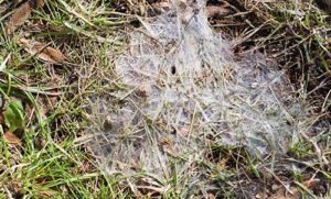 snow-mold-midwest-lawn