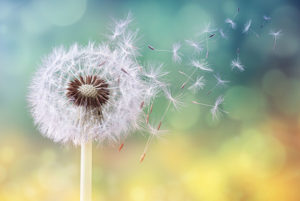 dandelion-seeds-blowing-in-wind