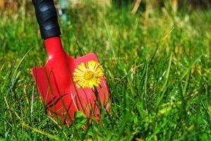 dandelion-spot-removal-shovel