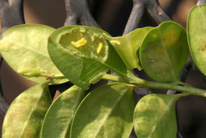 boxwood-leafminer-larvae
